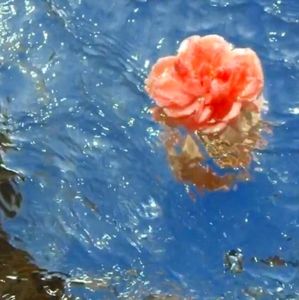 For @ryansteele do not buy